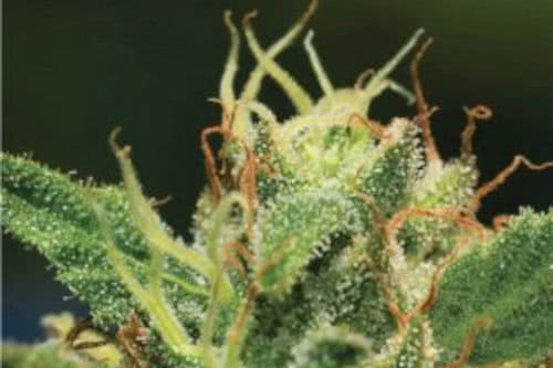 sour diesel auto strain by humboldt seed co