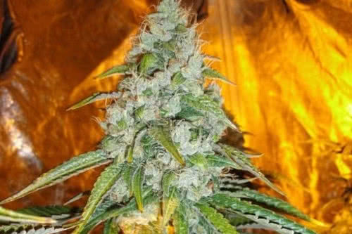 sour diesel strain by the cali conniction
