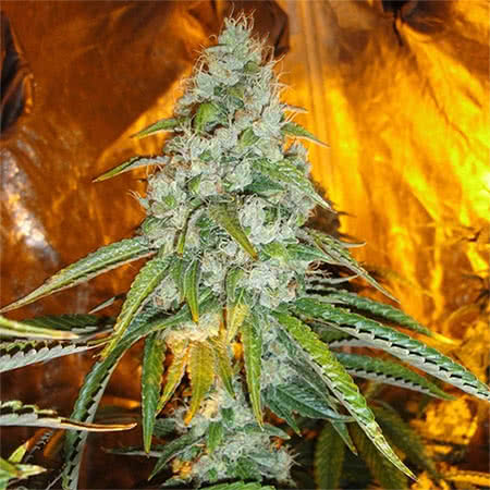 Original Sour Diesel Reg-Fem Seeds