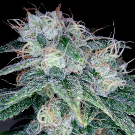 DNA Sour Diesel Feminized Seeds