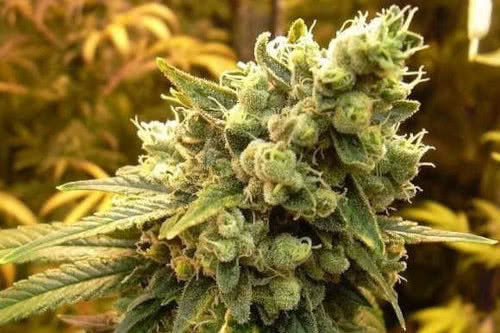 sour diesel strain by nirvana seeds