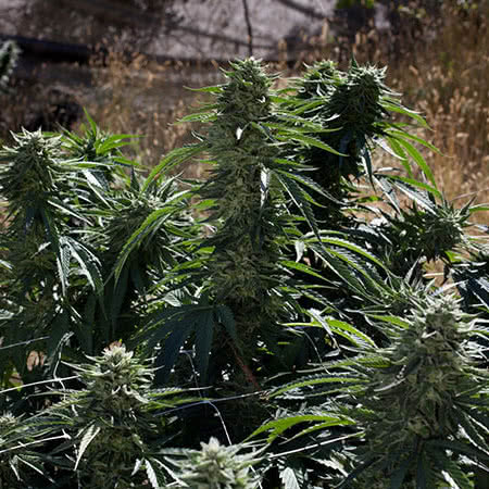 Sour Diesel #2 Feminized Seeds