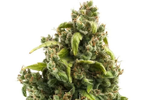 sour diesel strain plant by royal queen seeds