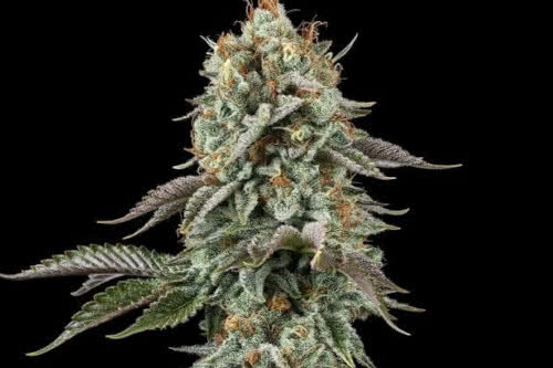sour diesel strain plant by seedsman