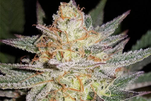 sour grape regular seeds