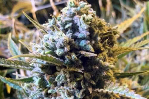 sour krout auto strain plant by trilogene seeds