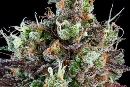 sour ripper auto strain by ripper seeds