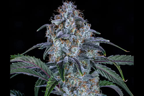 sour stomper auto strain plant by mephisto genetics