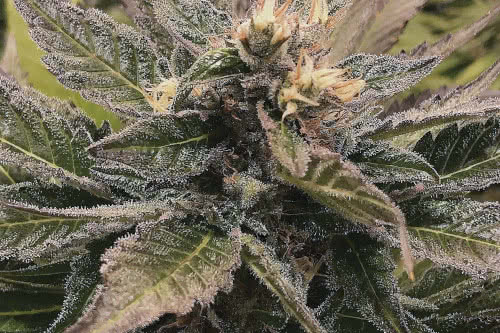 south plant weed strain by the plant genetics