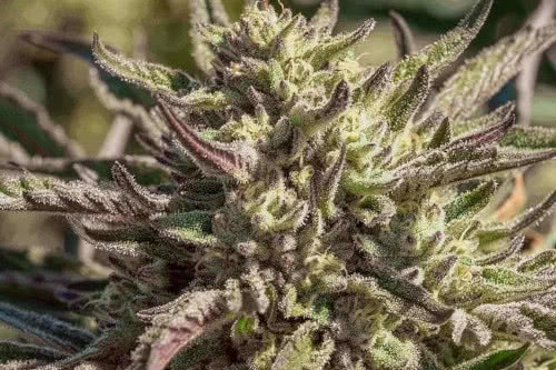 space panda cannabis plant by atlas seed