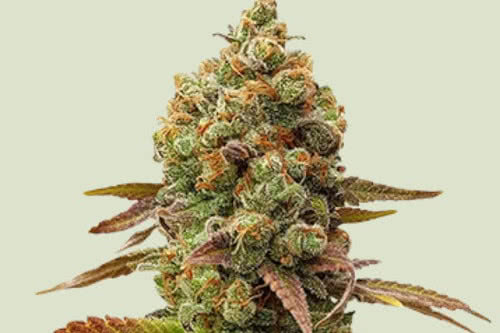 special queen 1 strain plant by royal queen seeds