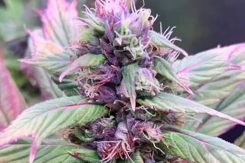 spicy temptation gpp strain by terpyz mutant genetics