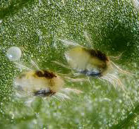 Spider mites magnified image