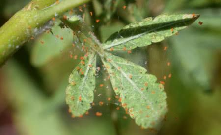 spider mites on cannabis making a web