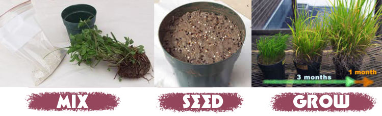 steps to make mycorrhizal fungi