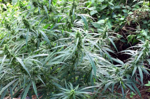 laos wild sativa cannabis plant landrace strain growing in jungle