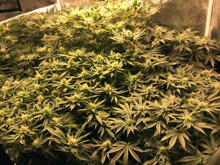 strains grown in hydroponic system, rdwc for cannabis