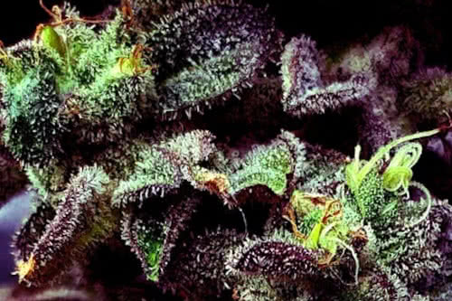 strawberry cane weed strain by holy smoke seeds