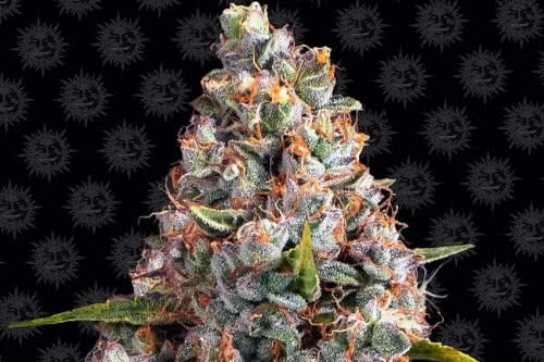 strawberry cheesecake auto strain by barneys farm