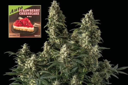 strawberry cheesecake auto plant