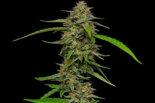 strawberry cheesecake auto strain plant by humboldt seed company