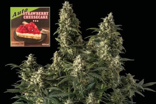 strawberry cheesecake auto weed strain