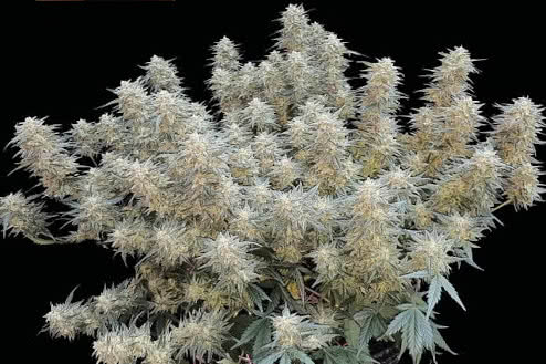 strawberry cheesecake autoflower strain plant