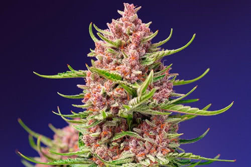 strawberry cola sherbet f1 fast strain plant by sweet seeds