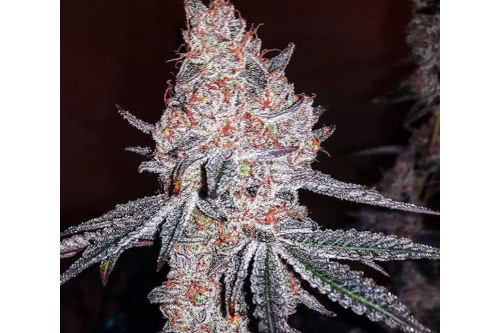 strawberry cookies og r1 strain plant by ethos genetics