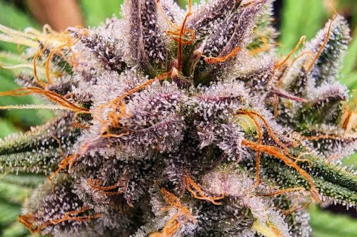 strawberry cough strain plant by dutch passion