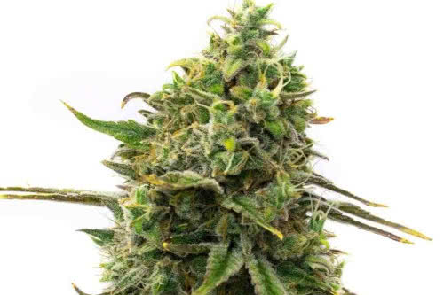 strawberry cough strain plant by homegrown cannabis