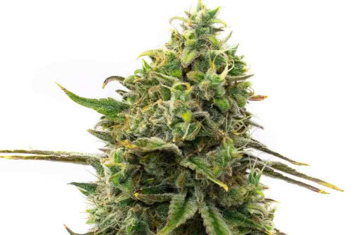 strawberry cough strain by homegrown cannabis