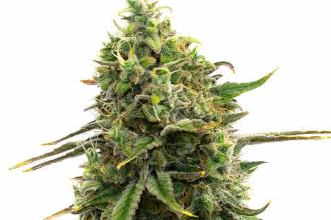 strawberry cough sativa strain plant by homegrown cannabis