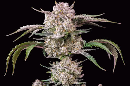 strawberry gorilla auto strain plant by fast buds