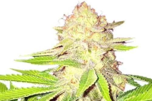 strawberry kush strain by ilgm