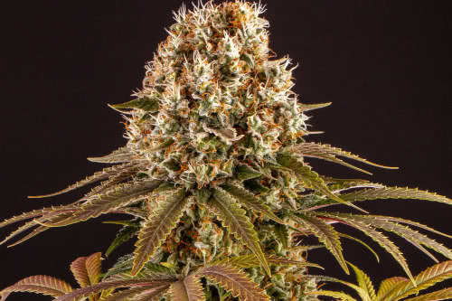 strawberry lemonade strain by barneys farm