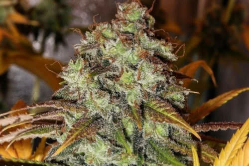 strawberry og strain by the cali connection