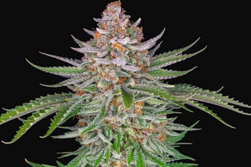 strawberry pie auto strain plant by fast buds