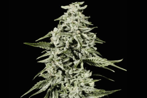 strawberry yum yum auto strain plant by mosca seeds