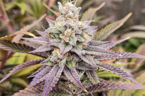 sugar bomb punch strain plant by dutch passion