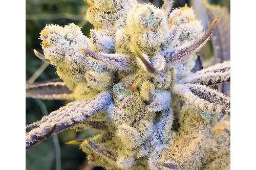 sugar cane strain plant by in house genetics