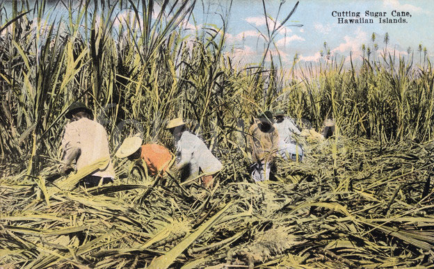 historical photo of sugar cane workers in the Hamakua Coast of Hawaii