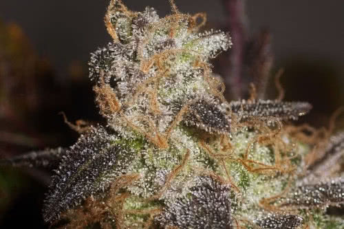 sugar haze strain by seedsman