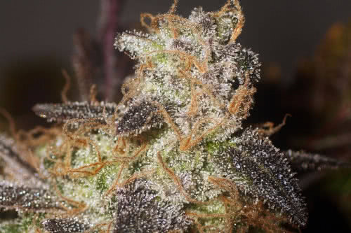 sugar haze regular seeds cannabis plant