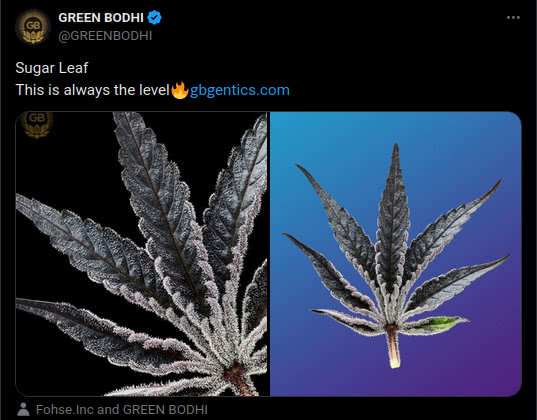 sugar leaf, trichomes on cannabis leaves, tweet by green bodhi