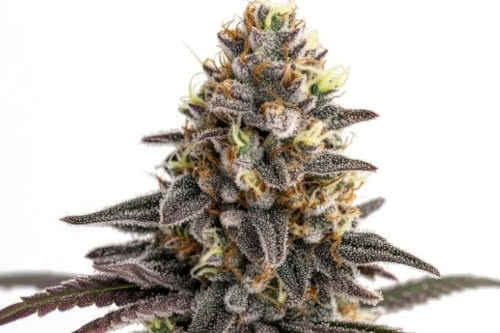 sugar stack auto strain plant by homegrown cannabis