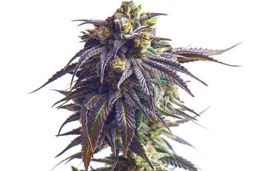 sundae driver strain plant by royal queen seeds