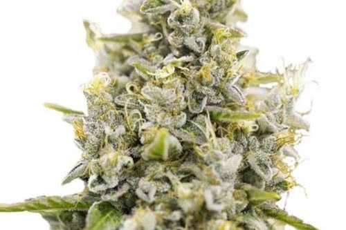 sunset sherbet plant by ilgm