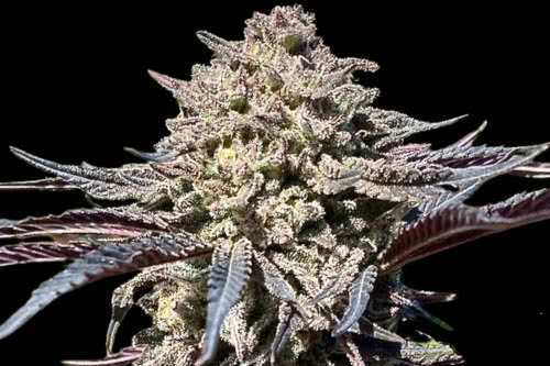 super banana runtz strain plant by atlas seed