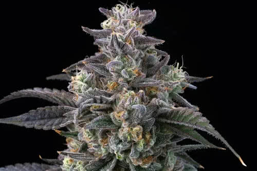 super boof strain plant by barneys farm